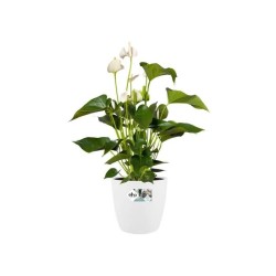ELHO Pot de fleurs rond Brussels avec roues - Ø 47 x H 44 cm - Intér