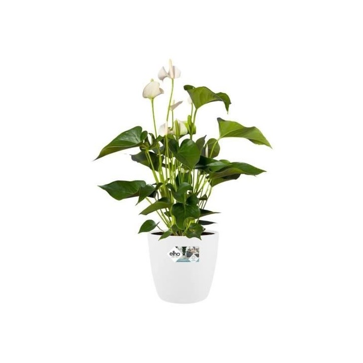 ELHO Pot de fleurs rond Brussels avec roues - Ø 47 x H 44 cm - Intérieur - 100% recyclé - Blanc ELHO Pot de fleurs rond Brussels avec roues - Ø 47 x H 44 cm - Intérieur - 100% recyclé - Blanc