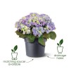 ELHO Pot de fleurs Green Basics Cilinder - Ø 64 x H 49 cm - Extérieu
