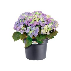 ELHO Pot de fleurs Green Basics Cilinder - Ø 64 x H 49 cm - Extérieu