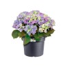 ELHO Pot de fleurs Green Basics Cilinder - Ø 64 x H 49 cm - Extérieu