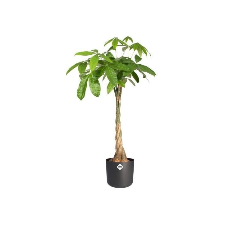 ELHO Pot de fleurs rond B.FOR Soft - Plastique - Ø29,5 x H 27,6 cm - Anthracite