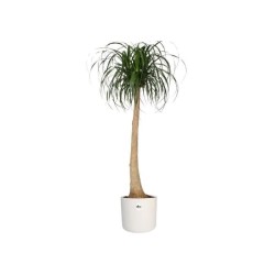 ELHO Pot de fleurs rond B.for Soft 35 - Ø 35 x H 32 cm - Intérieur -