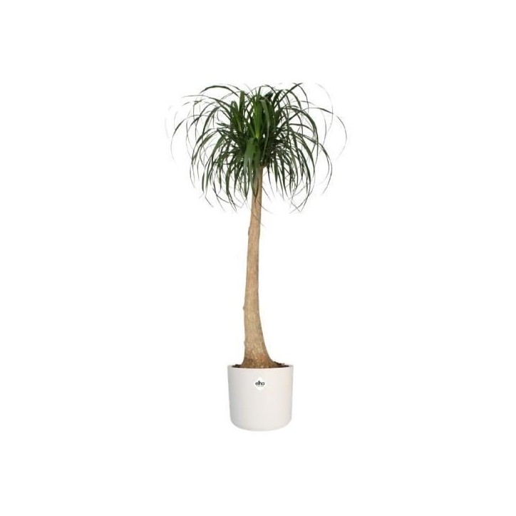 ELHO Pot de fleurs rond B.for Soft 35 - Ø 35 x H 32 cm - Intérieur - 100% recyclé - Blanc ELHO Pot de fleurs rond B.for Soft 35 - Ø 35 x H 32 cm - Intérieur - 100% recyclé - Blanc