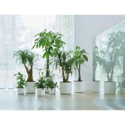 ELHO Pot de fleurs rond B.for Soft 35 - Ø 35 x H 32 cm - Intérieur -