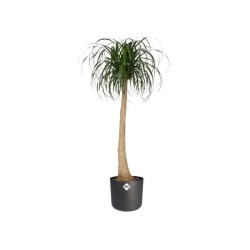 ELHO Pot de fleurs rond B.for Soft - Noir - Ø 35 x H 32 cm - Intérie