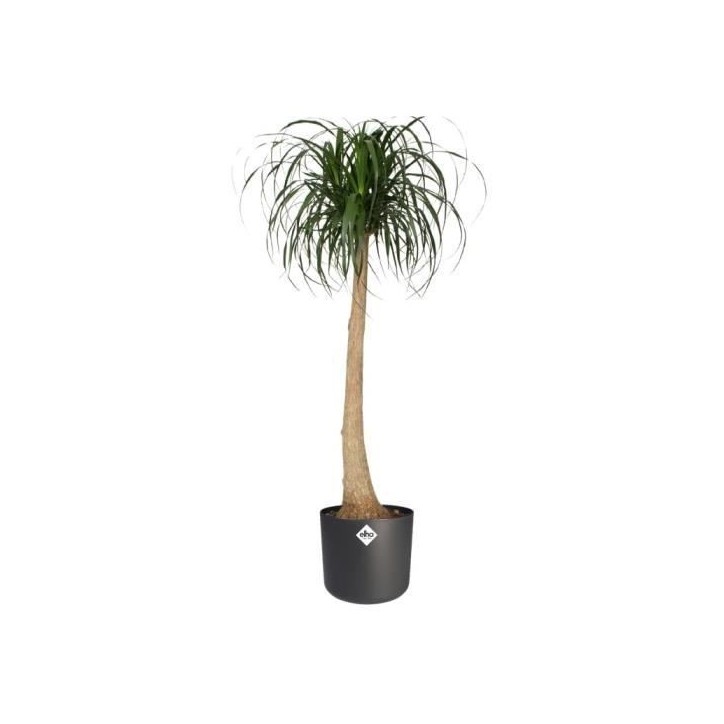 ELHO Pot de fleurs rond B.for Soft - Noir - Ø 35 x H 32 cm - Intérieur - 100% recyclé