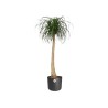 ELHO Pot de fleurs rond B.for Soft - Noir - Ø 35 x H 32 cm - Intérie