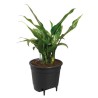 ELHO Pot a fleurs Self-watering Insert - Ø 33 x H 31 cm - Intérieur,