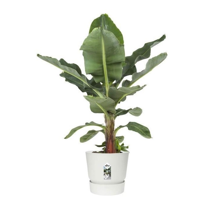 ELHO Pot de fleurs rond Greenville 40 - Extérieur - Ø 39 x H 36,8 cm - Blanc ELHO Pot de fleurs rond Greenville 40 - Extérieur - Ø 39 x H 36,8 cm - Blanc