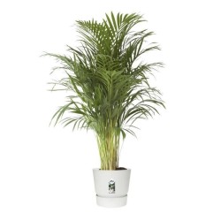 ELHO Pot de fleur GREENVILLE - Ø 47 x H 44,1 cm - 100% recyclé - Bla