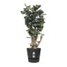 ELHO Pot de fleurs rond Greenville 40 - Extérieur - Ø 39 x H 36,8 cm