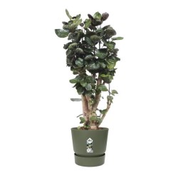 ELHO Pot de fleurs rond Greenville 40 - Extérieur - Ø 39 x H 36,8 cm