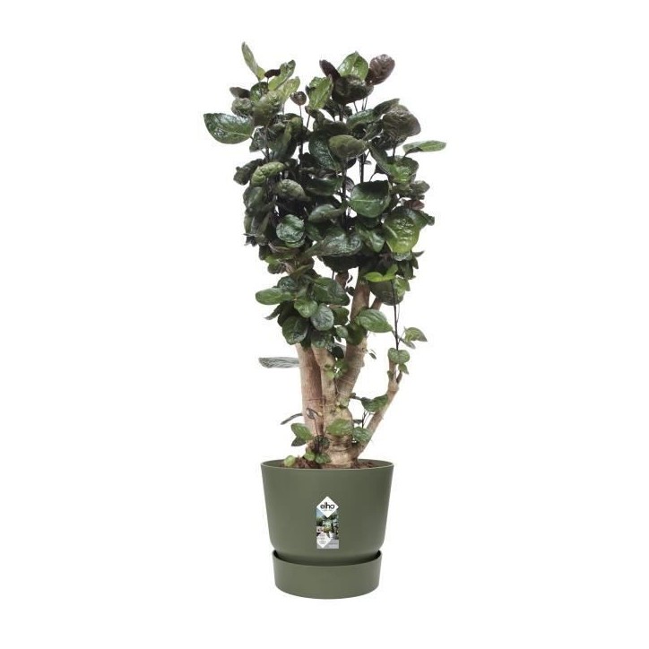 ELHO Pot de fleurs rond Greenville 47 - Extérieur - Ø 47 x H 44,1 cm - Vert feuille ELHO Pot de fleurs rond Greenville 47 - Extérieur - Ø 47 x H 44,1 cm - Vert feuille