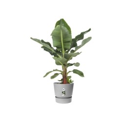 ELHO Pot de fleurs rond Greenville - Ø 47 x H 44 cm - Extérieur - 10
