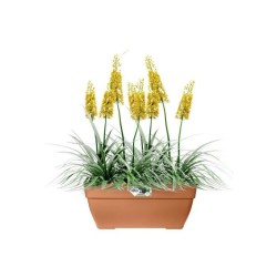 Elho Bac a fleurs Terrasse Vibia Campana - L 77 x W 35 x H 33 cm - Ext