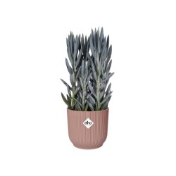 ELHO Pot de fleurs rond avec roues Vibes Fold - Ø 35 x H 32 cm - Int