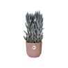 ELHO Pot de fleurs rond avec roues Vibes Fold - Ø 35 x H 32 cm - Int