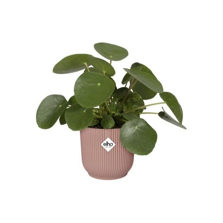 ELHO Pot de fleurs rond avec roues Vibes Fold - Ø 35 x H 32 cm - Intérieur - 100% recyclé - Rose ELHO Pot de fleurs rond avec roues Vibes Fold - Ø 35 x H 32 cm - Intérieur - 100% recyclé - Rose