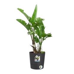 ELHO Pot de fleur Rond Greensense Aqua Care - Ø 29,,5 x H 29,1 cm - 1