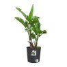 ELHO Pot de fleur Rond Greensense Aqua Care - Ø 29,,5 x H 29,1 cm - 1