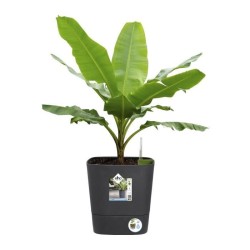 ELHO Pot de fleur Carré Greensense Aqua Care - Ø29,5 x H 30,2 cm - 1