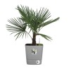 ELHO Pot de fleurs Greensense Aqua Care Carré 38 - Ciment Clair - Int