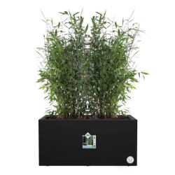 ELHO Bac a fleurs Vivo Next Long 80 - L 78 x W 39 x H 38 cm - Intérie