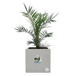 ELHO Bac a fleurs Vivo Next Square 30 - Ø 30 x H 29 cm - Intérieur,E