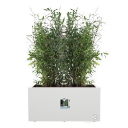 Elho Bac a fleurs Vivo Next Long 60 - L 59 x W 30 x H 29 cm - Intérie