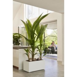 Elho Bac a fleurs Vivo Next Long 60 - L 59 x W 30 x H 29 cm - Intérie