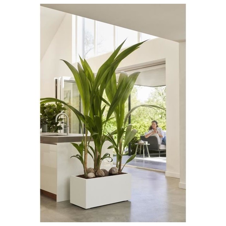 Elho Bac a fleurs Vivo Next Long 60 - L 59 x W 30 x H 29 cm - Intérieur,Extérieur - 100% recyclé - Blanc Elho Bac a fleurs Vivo Next Long 60 - L 59 x W 30 x H 29 cm - Intérieur,Extérieur - 100% recyclé - Blanc