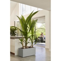 Elho Bac a fleurs Vivo Next Long 60 - L 59 x W 30 x H 29 cm - Intérie