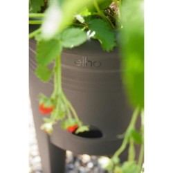 ELHO Pot de culture a fraises Green Basics - Ø 33 x H 42 cm - Culture