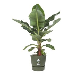 ELHO Pot de fleurs rond Greenville - Ø 55 x H 50 cm - Extérieur - 10