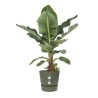 ELHO Pot de fleurs rond Greenville - Ø 55 x H 50 cm - Extérieur - 10