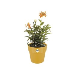 ELHO Pot de fleur B.FOR ORIGINAL rond - 7,9L - Ø 25 x 23 cm - Ocre