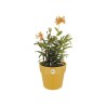 ELHO Pot de fleur B.FOR ORIGINAL rond - 7,9L - Ø 25 x 23 cm - Ocre