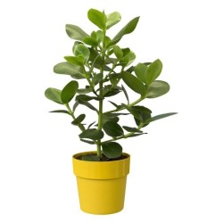 ELHO Pot de fleur B.for Original Rond 30 - Ø 29,5 x H 27,3 cm - Ocre