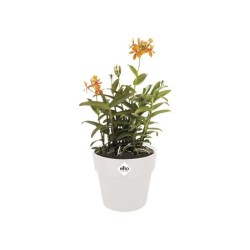 ELHO Pot de fleur B.FOR ORIGINAL rond avec roues - 21,9L - Ø 35 x H 3