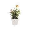 ELHO Pot de fleur B.FOR ORIGINAL rond avec roues - 21,9L - Ø 35 x H 3