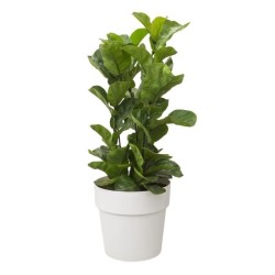 ELHO Pot de fleur B.FOR ORIGINAL rond avec roues - 21,9L - Ø 35 x H 3