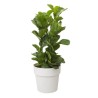 ELHO Pot de fleur B.FOR ORIGINAL rond avec roues - 21,9L - Ø 35 x H 3