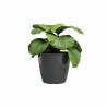 ARTEVASI Pot de fleur SAN REMO - 36 br - Anthracite - 36 x 36 x 33,5 c
