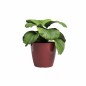 ARTEVASI Pot de fleur SAN REMO - 42 br - Rouge foncé - L42 x P42 x H39,5 cm ARTEVASI Pot de fleur SAN REMO - 42 br - Rouge foncé - L42 x P42 x H39,5 cm