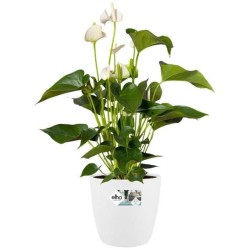 ELHO Lot de 2 pots de fleur rond a roulettes Brussels - Ø35 x H33 c