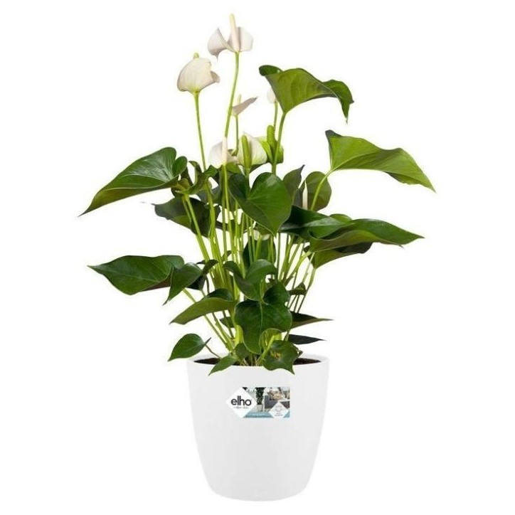 ELHO Lot de 2 pots de fleur rond a roulettes Brussels - Ø35 x H33 cm et Ø39 x H36,5 cm - 55 L - Blanc ELHO Lot de 2 pots de fleur rond a roulettes Brussels - Ø35 x H33 cm et Ø39 x H36,5 cm - 55 L - Blanc