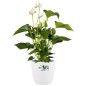 ELHO Lot de 2 pots de fleur rond a roulettes Brussels - Ø35 x H33 cm et Ø39 x H36,5 cm - 55 L - Blanc