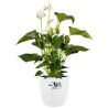 ELHO Lot de 2 pots de fleur rond a roulettes Brussels - Ø35 x H33 c