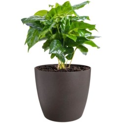 ELHO Lot de 3 pots de fleur rond The Coffee Collection - Ø14xH12,6